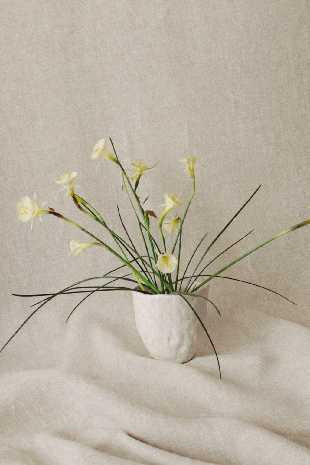 Concha cups 01